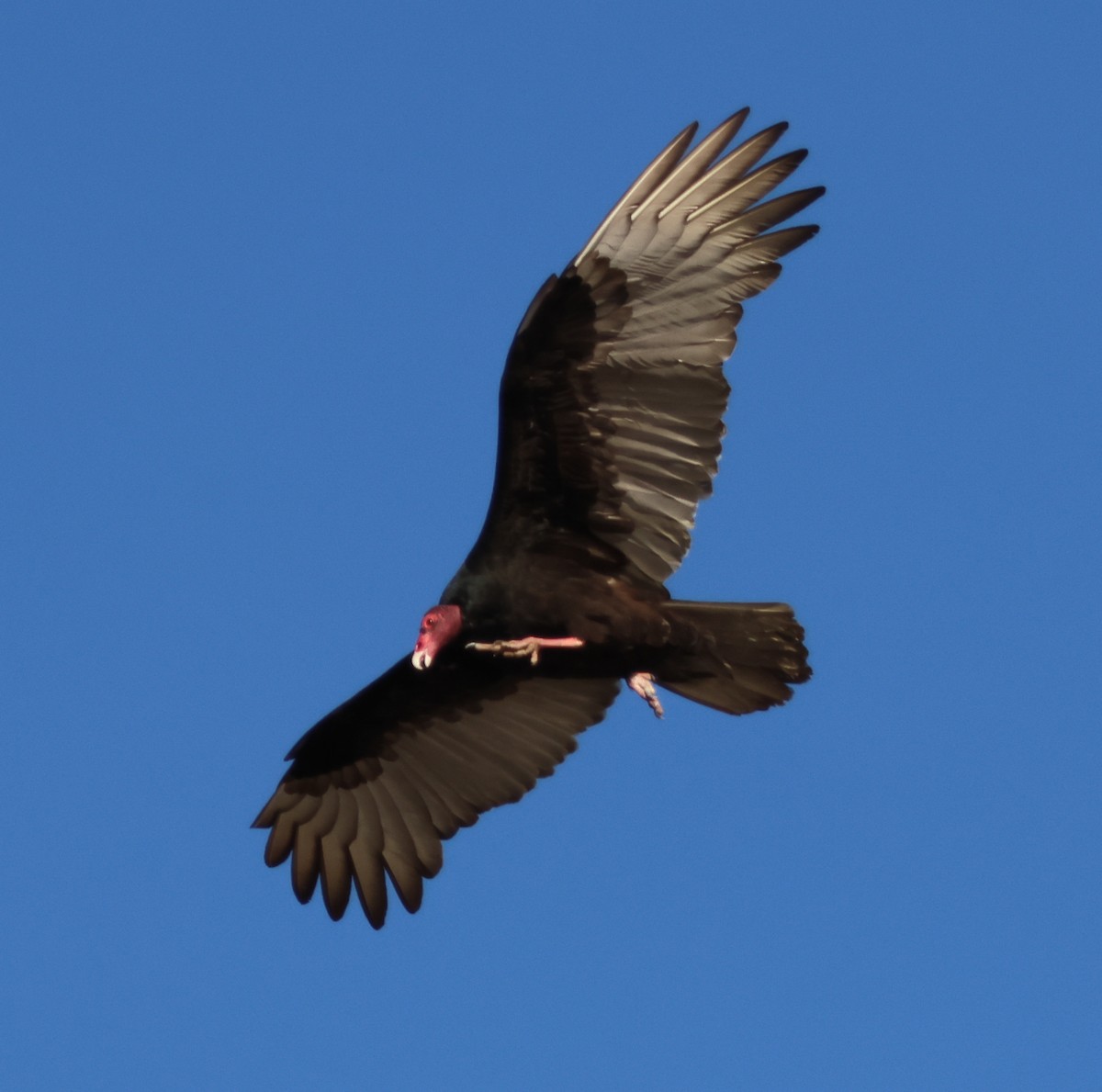 Катарта червоноголова - ML644787778