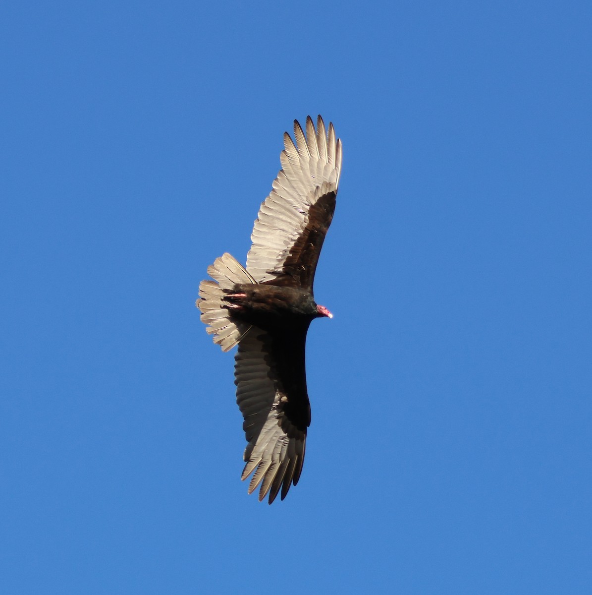 Катарта червоноголова - ML644787779