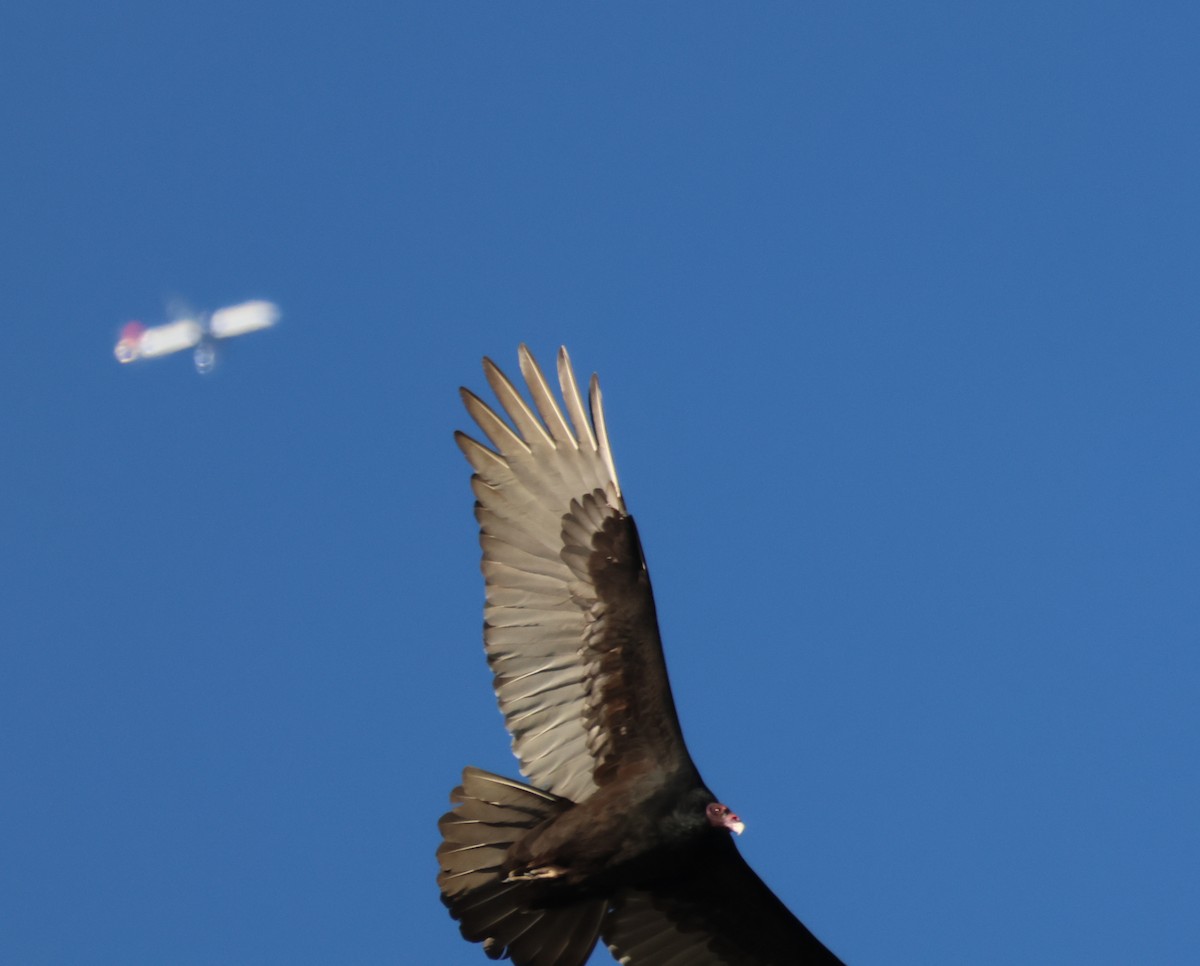 Катарта червоноголова - ML644787781