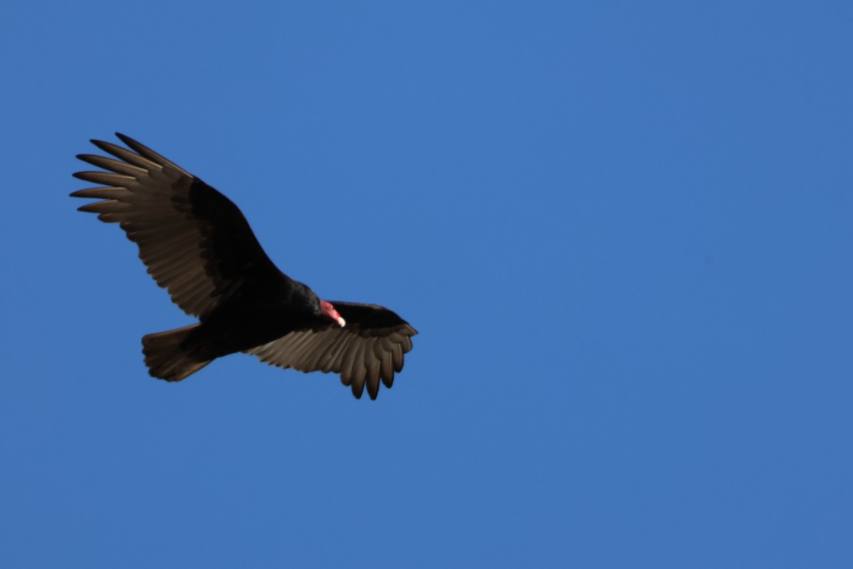 Катарта червоноголова - ML644787782