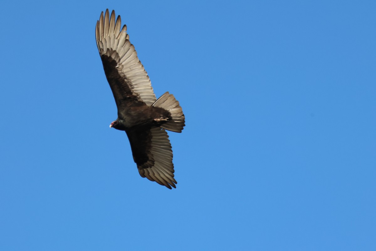 Катарта червоноголова - ML644787783