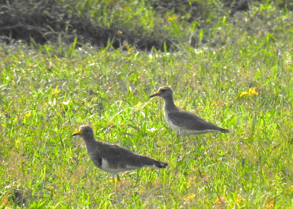 Чайка сіра - ML644787784