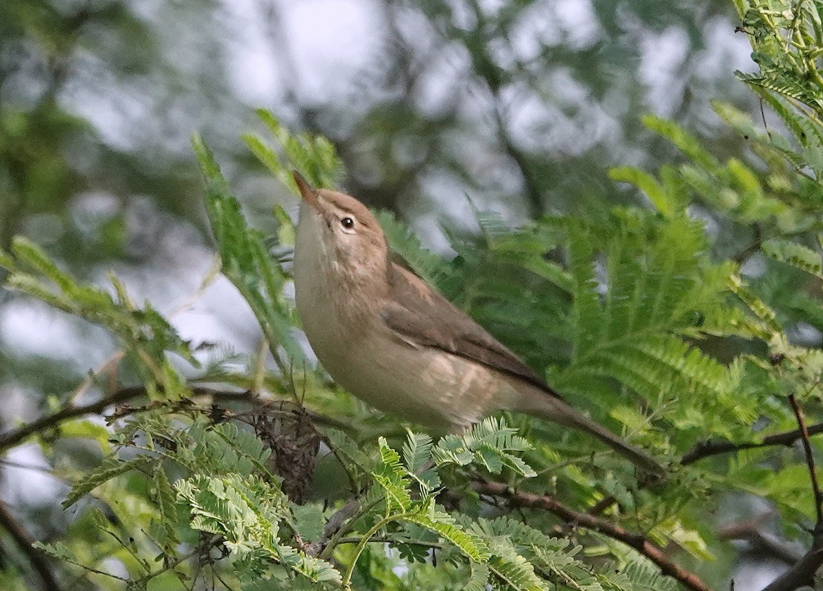 Берестянка південна - ML644787795