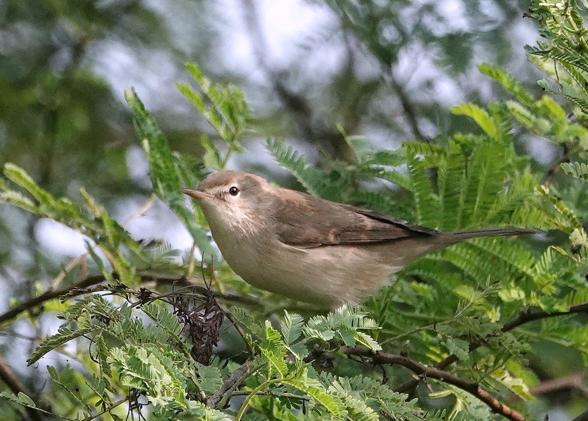 Берестянка південна - ML644787796