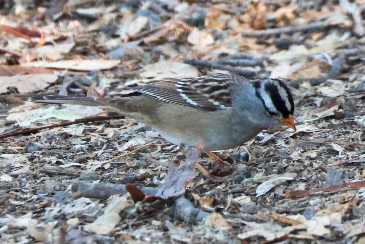Бруант білобровий - ML644787798
