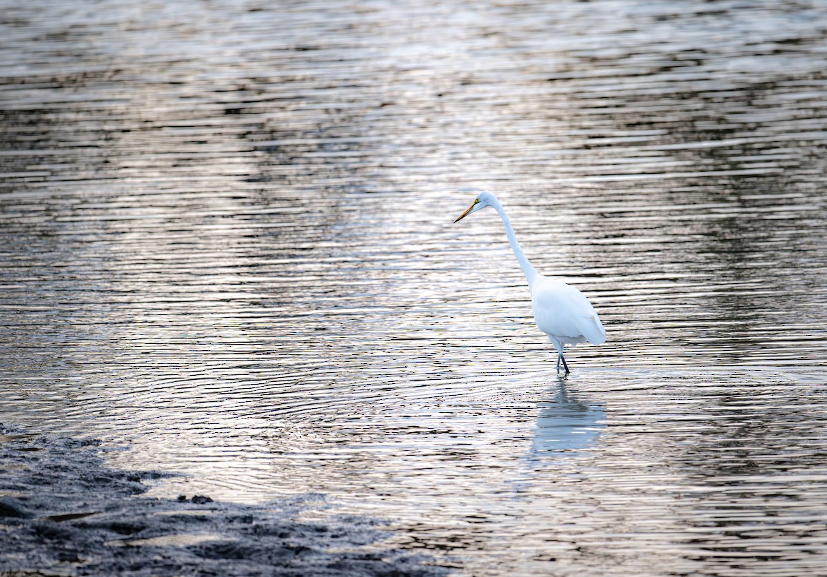 egretthegre - ML644787799