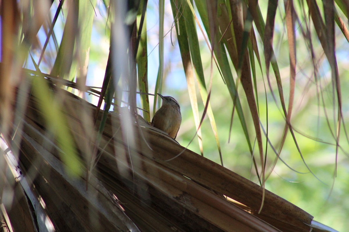 karolinasmett - ML644787800