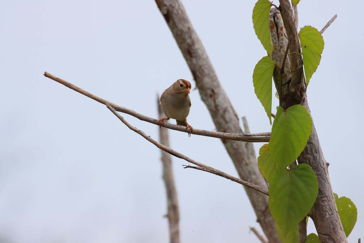 White-crowned Sparrow - ML644787802