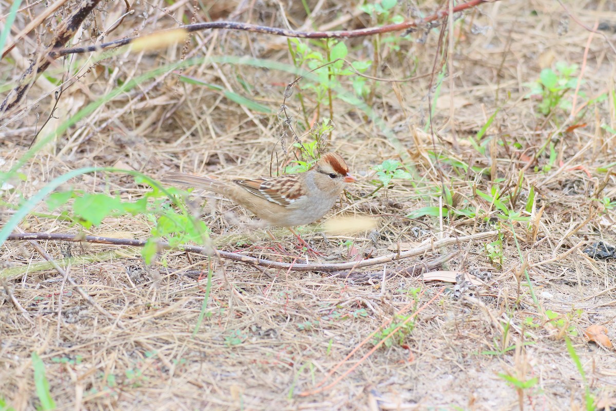 White-crowned Sparrow - ML644787803