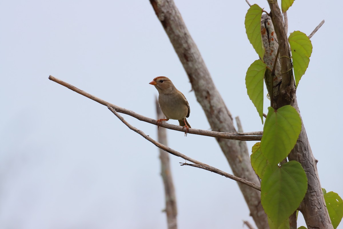 White-crowned Sparrow - ML644787804