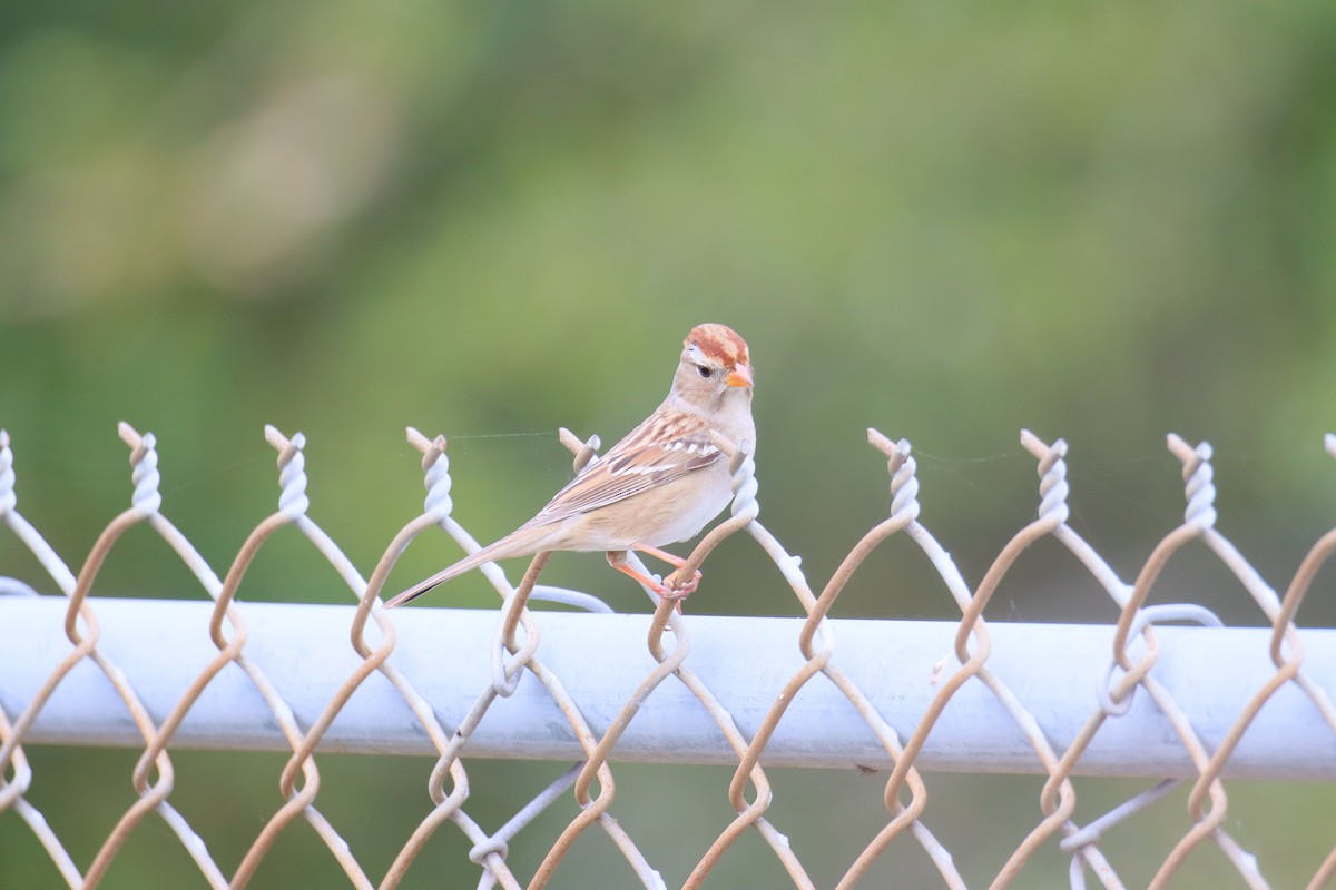 White-crowned Sparrow - ML644787805