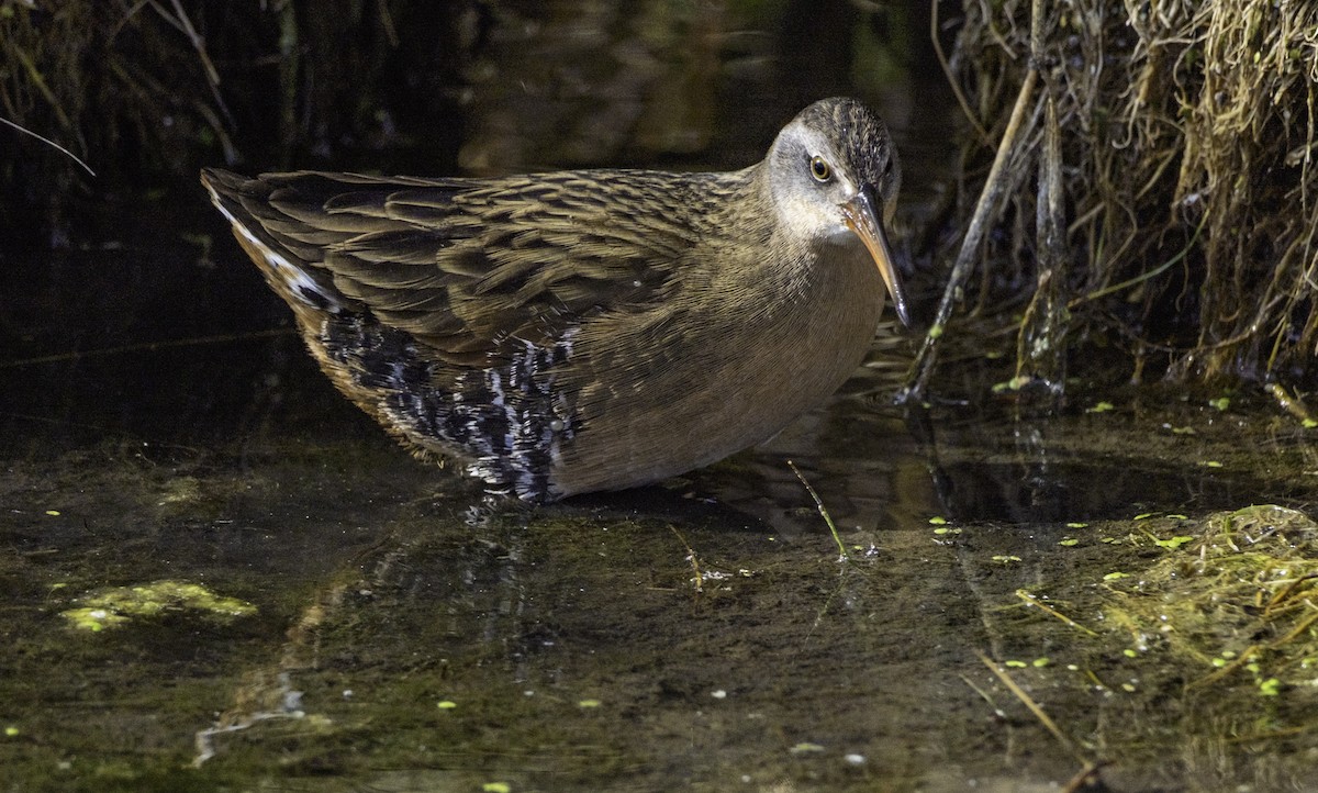 Virginia Rail - ML644787815