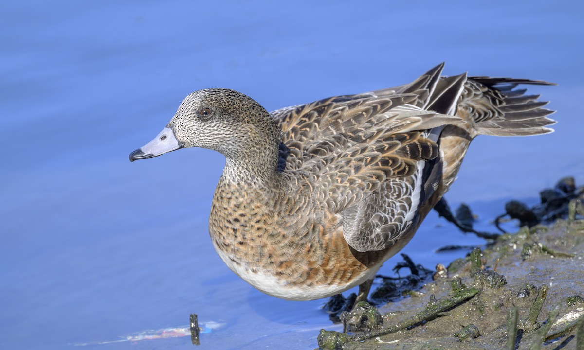 Свищ американський - ML644787816