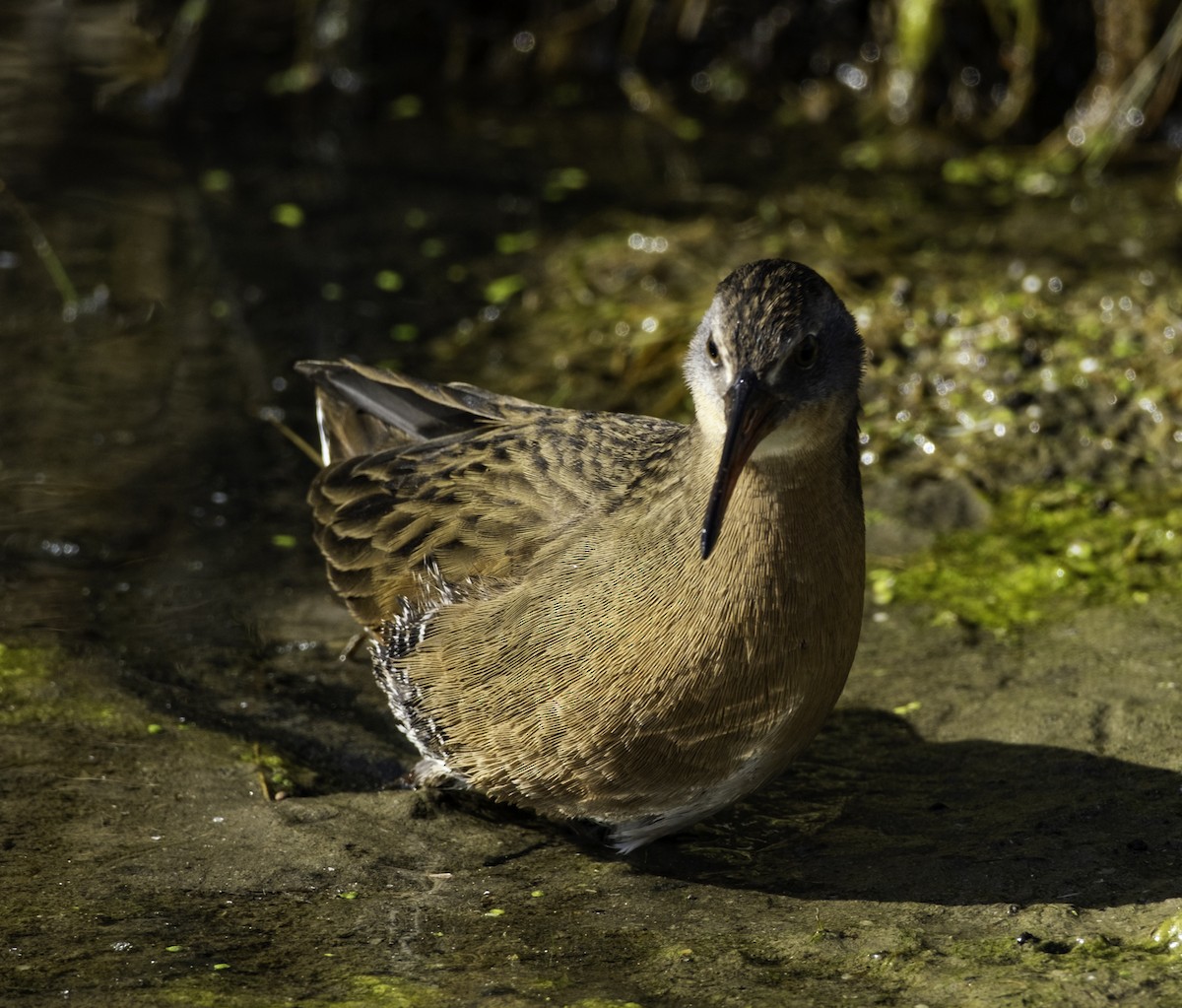 Virginia Rail - ML644787817