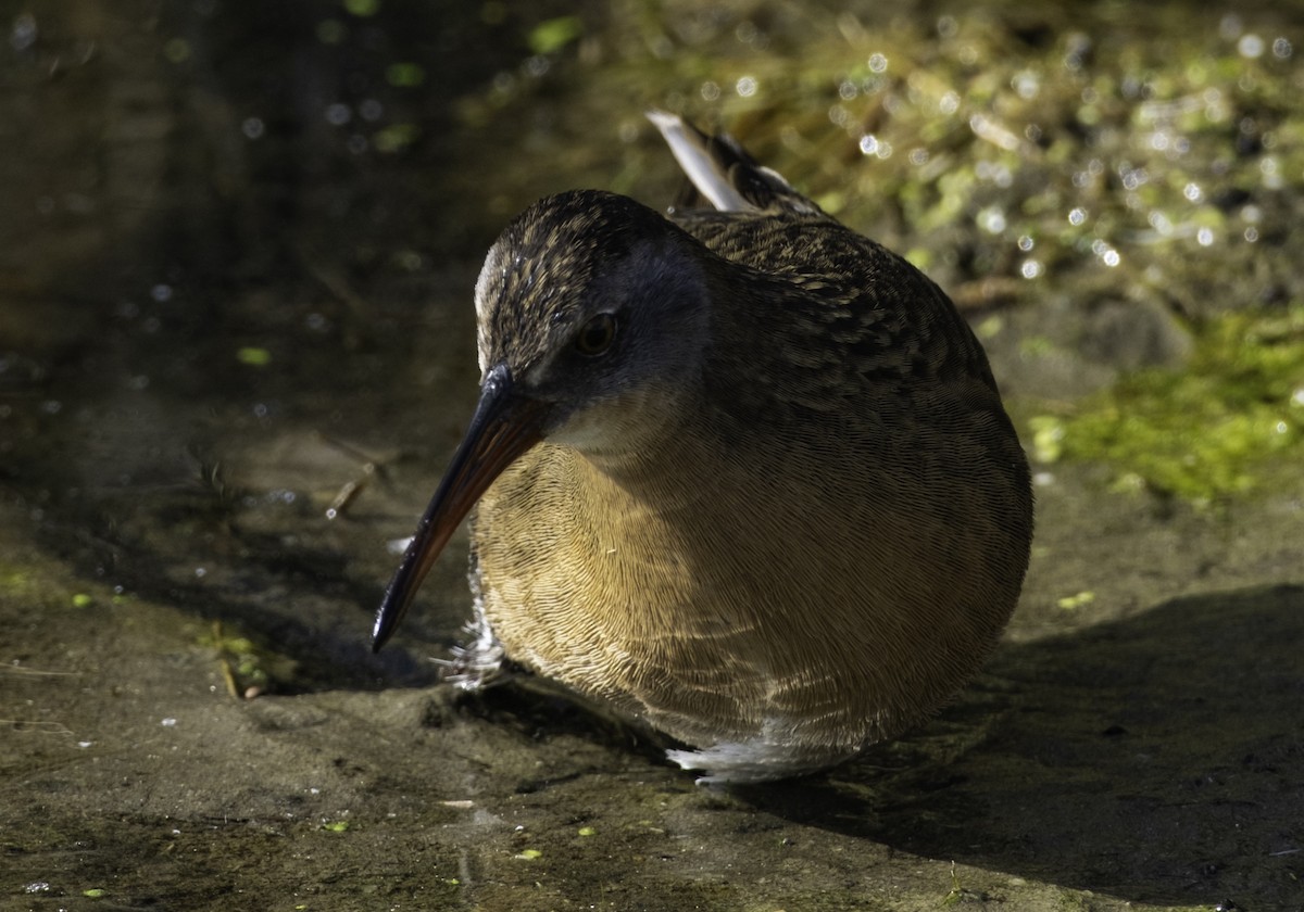 Virginia Rail - ML644787818