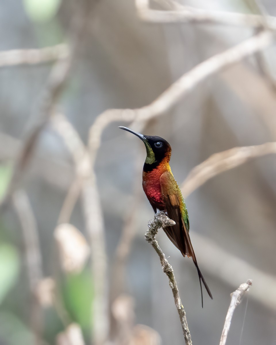 karmintopas - ML644787820