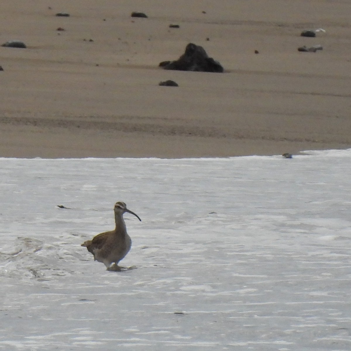 tundraspove - ML644787821