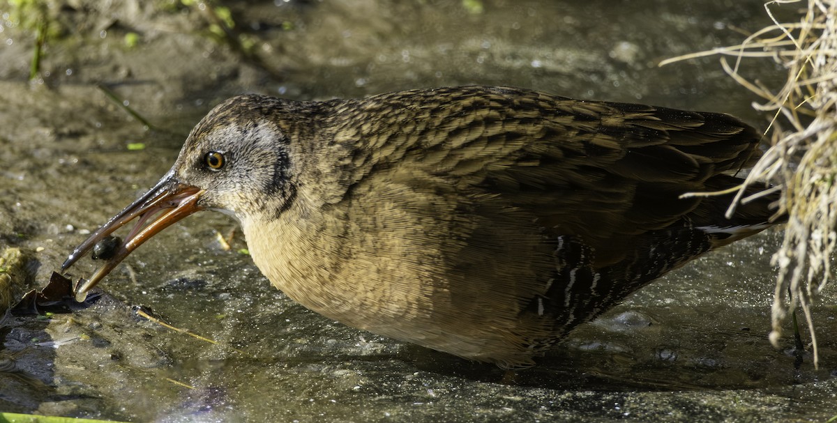 Virginia Rail - ML644787822
