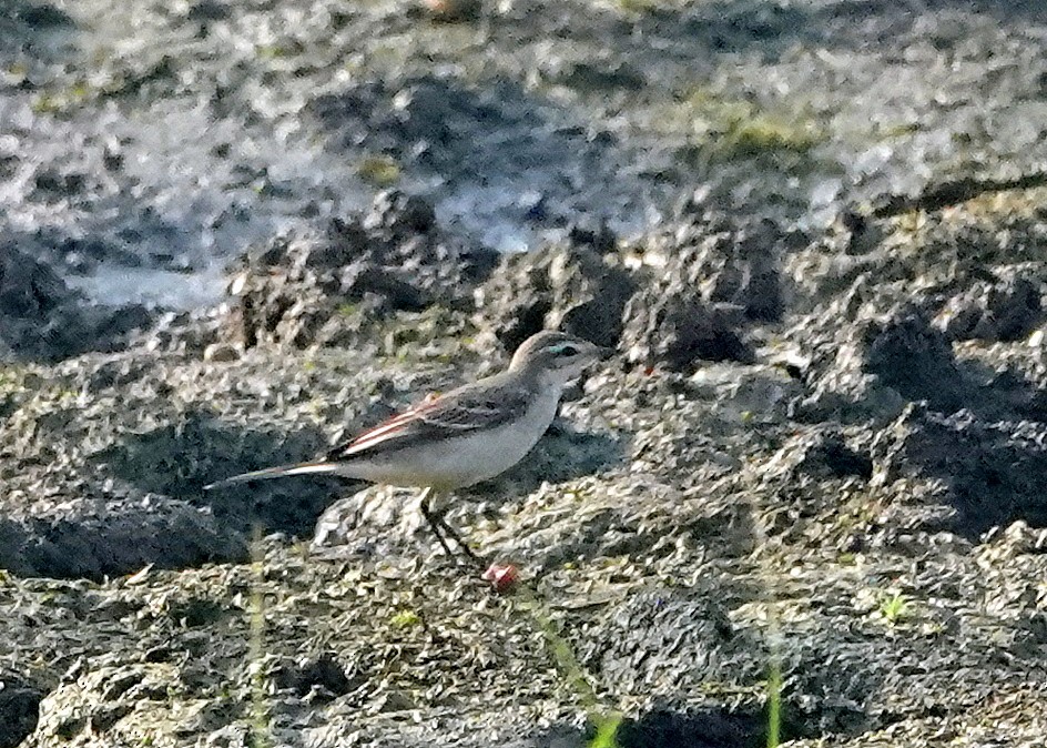 gulerle - ML644787824