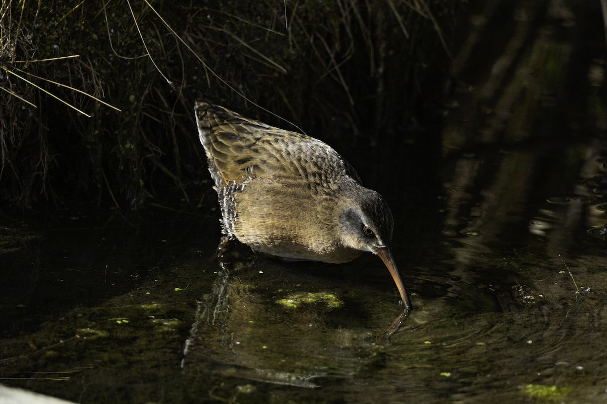 Virginia Rail - ML644787826
