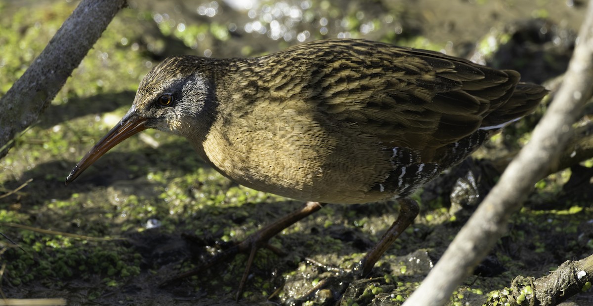 Virginia Rail - ML644787827