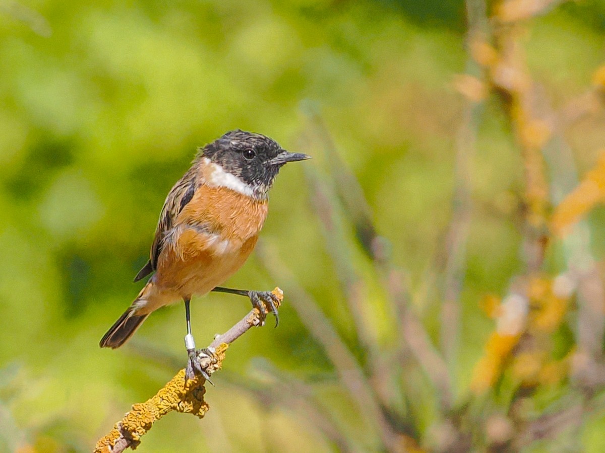 svartstrupe - ML644787828