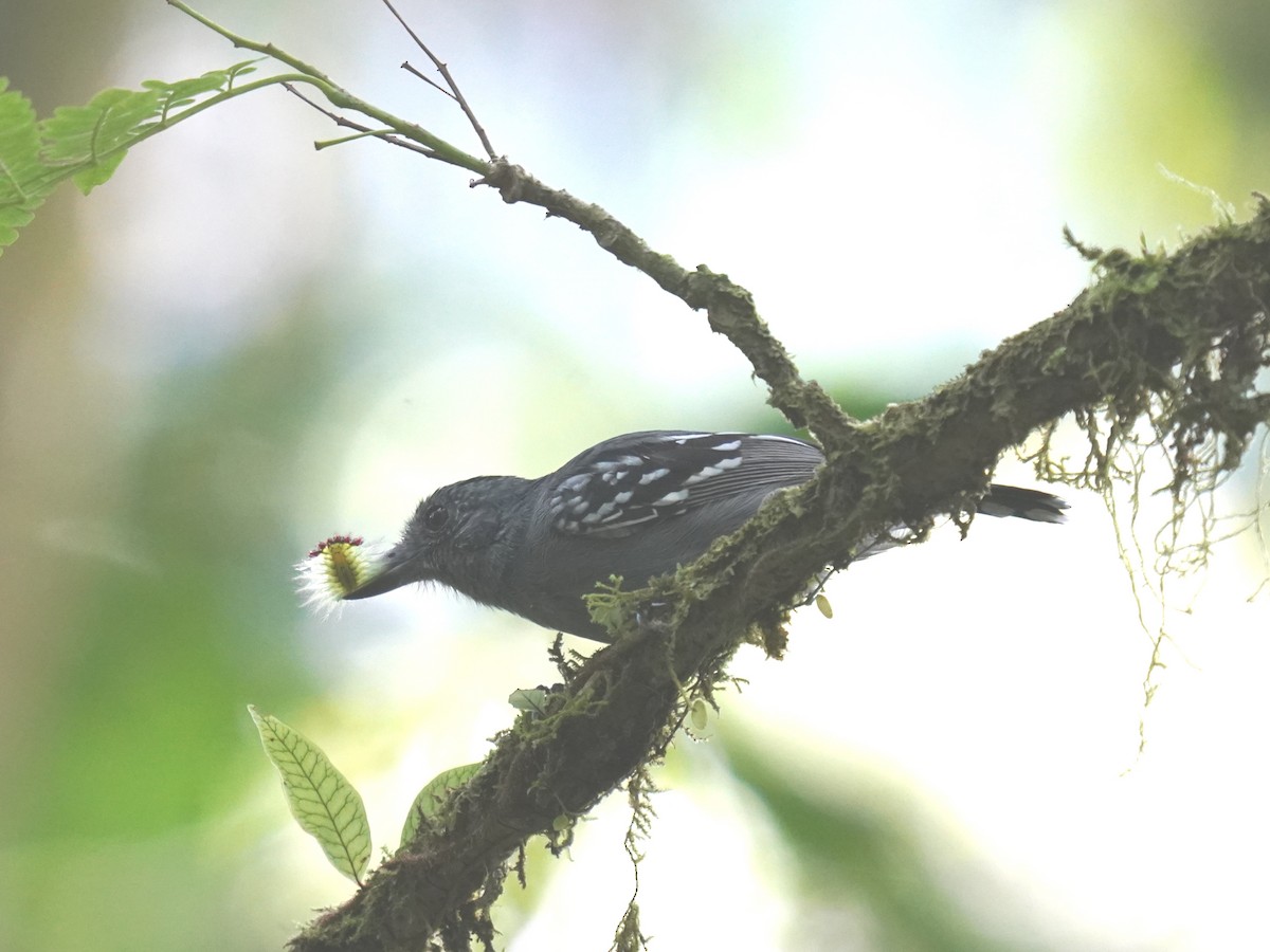 svartnakkemaurvarsler - ML644787829