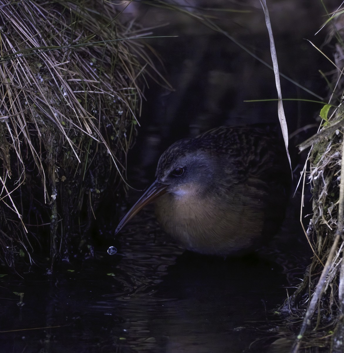 Virginia Rail - ML644787830