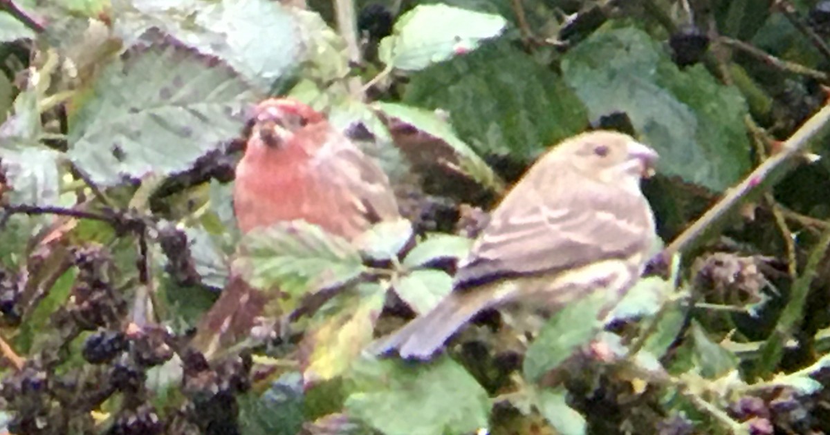 husrosenfink - ML644787831