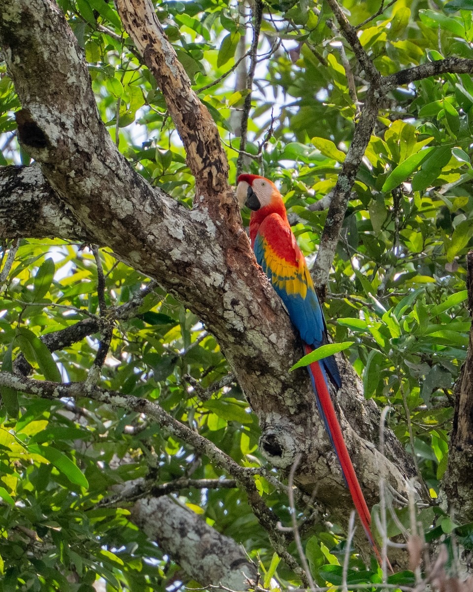 rødara - ML644787832