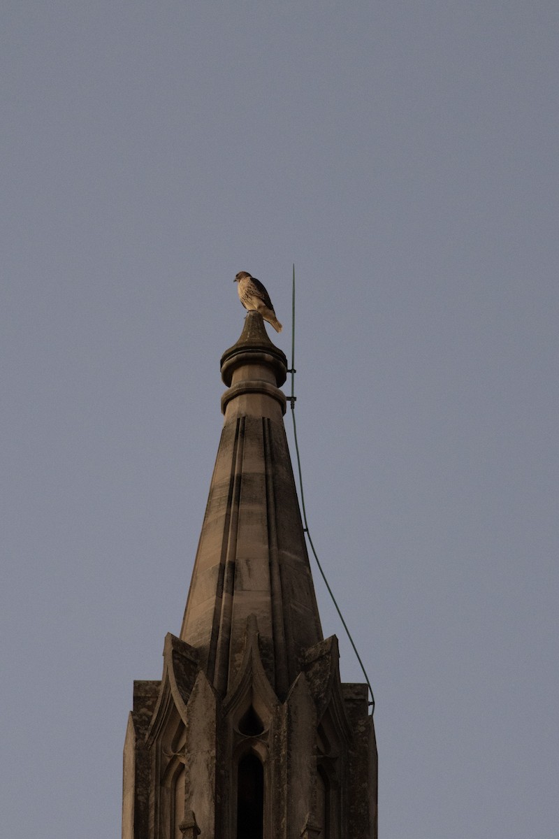 rødstjertvåk - ML644787833