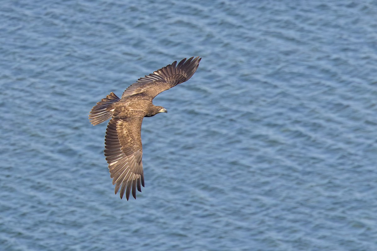 hvithodehavørn - ML644787841