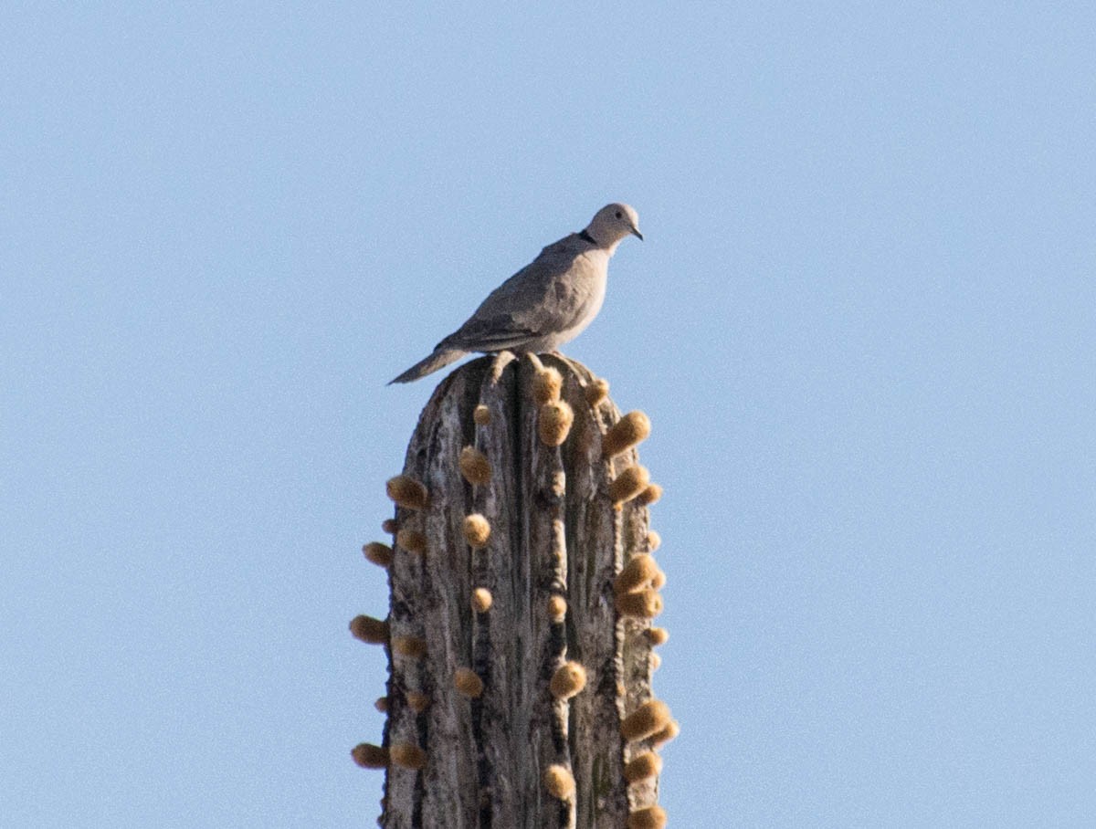 tyrkerdue - ML644787842