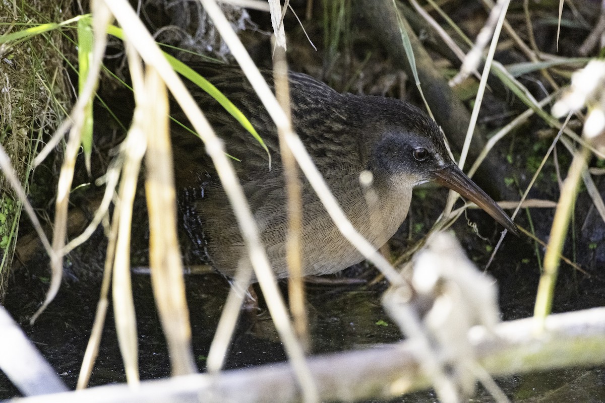 Virginia Rail - ML644787843