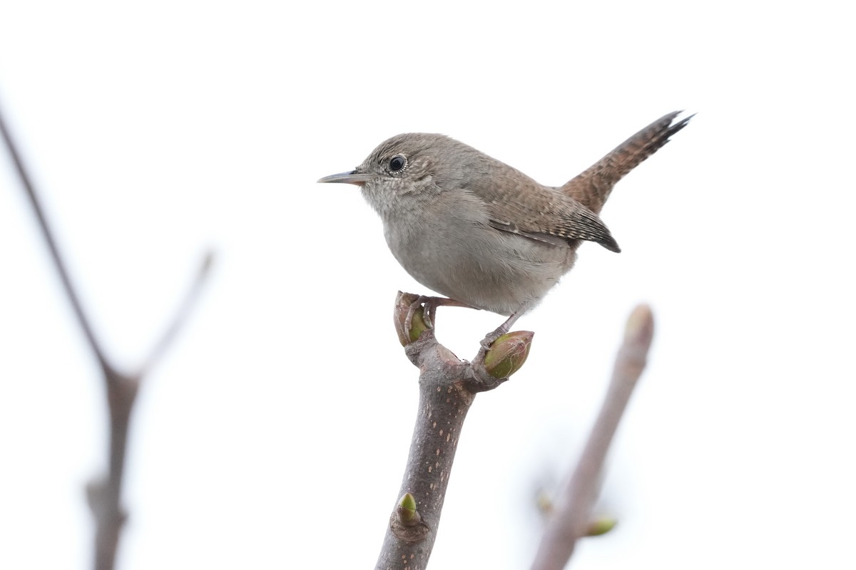 hussmett - ML644787844