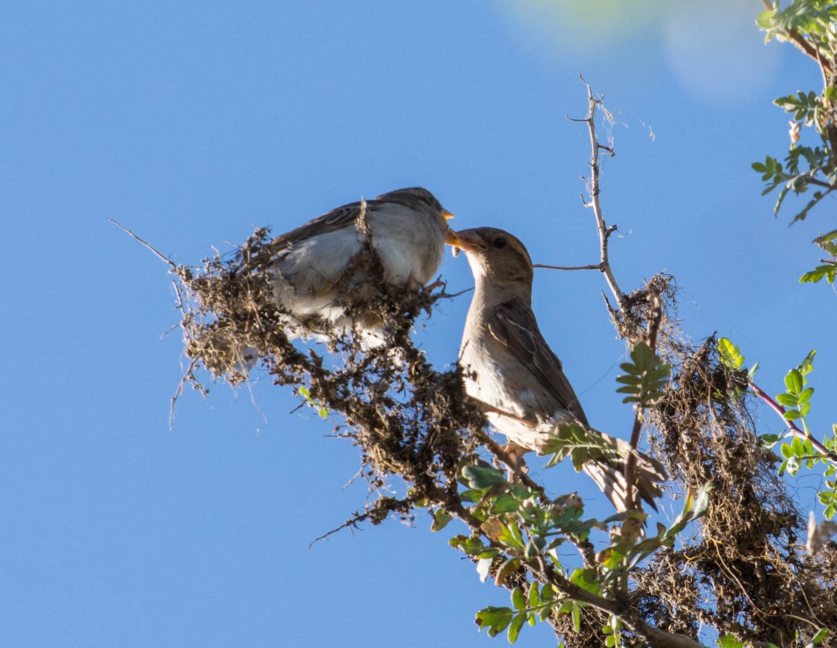 husrosenfink - ML644787845