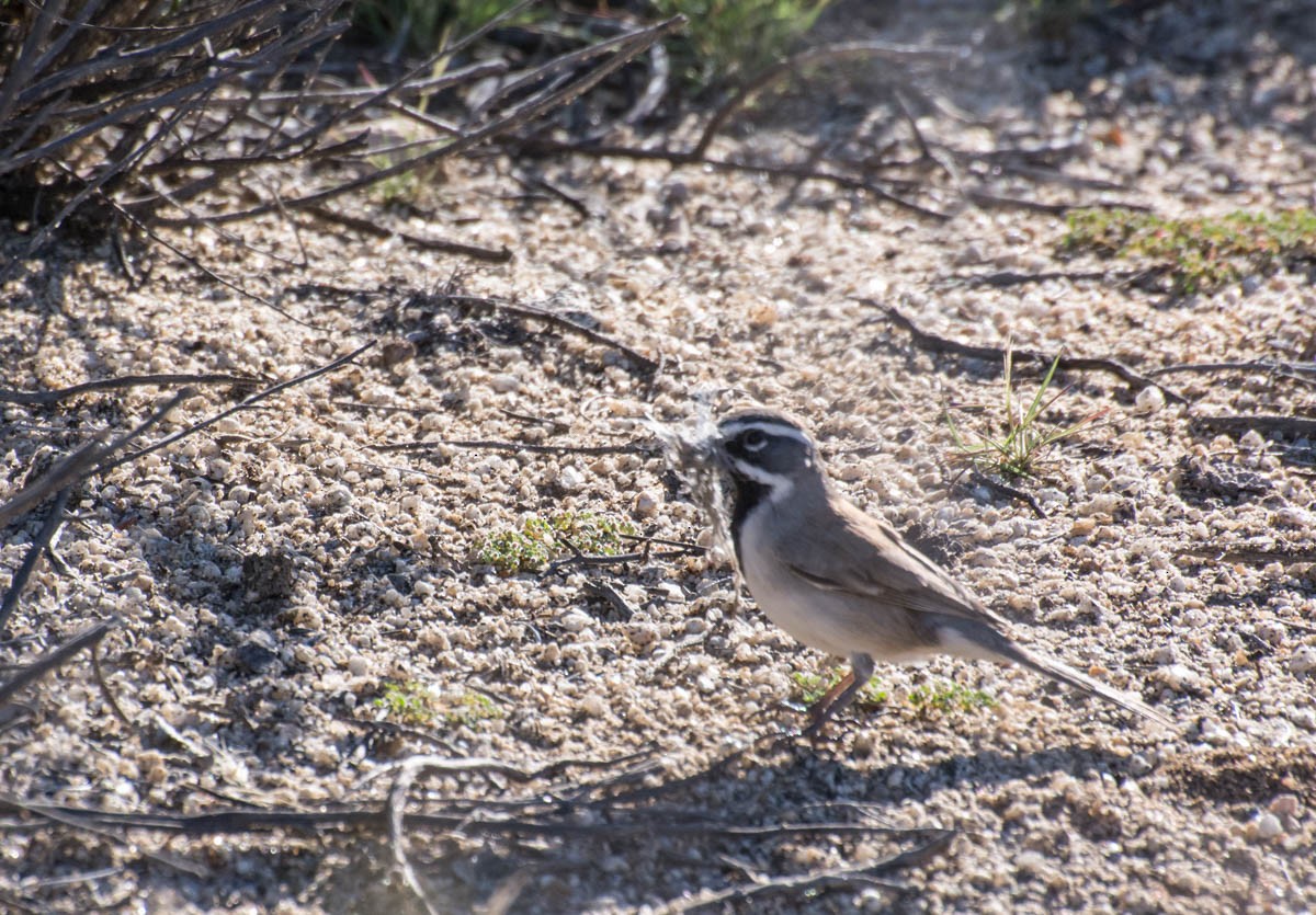 svartstrupespurv - ML644787846