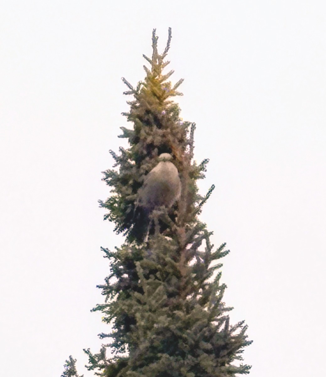 gråskrike - ML644787848