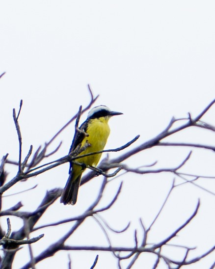 guyanatyrann - ML644787849