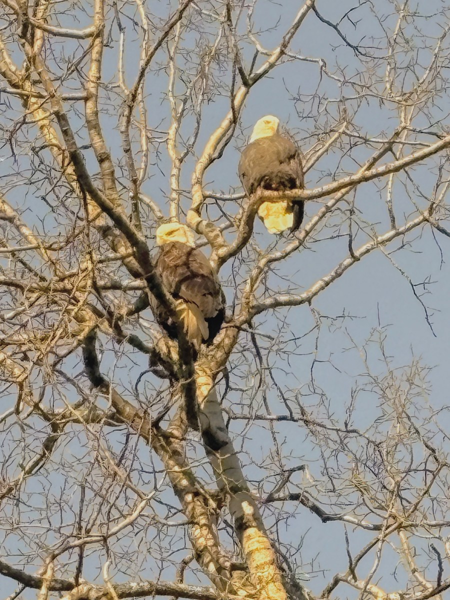 Pygargue à tête blanche - ML644787852