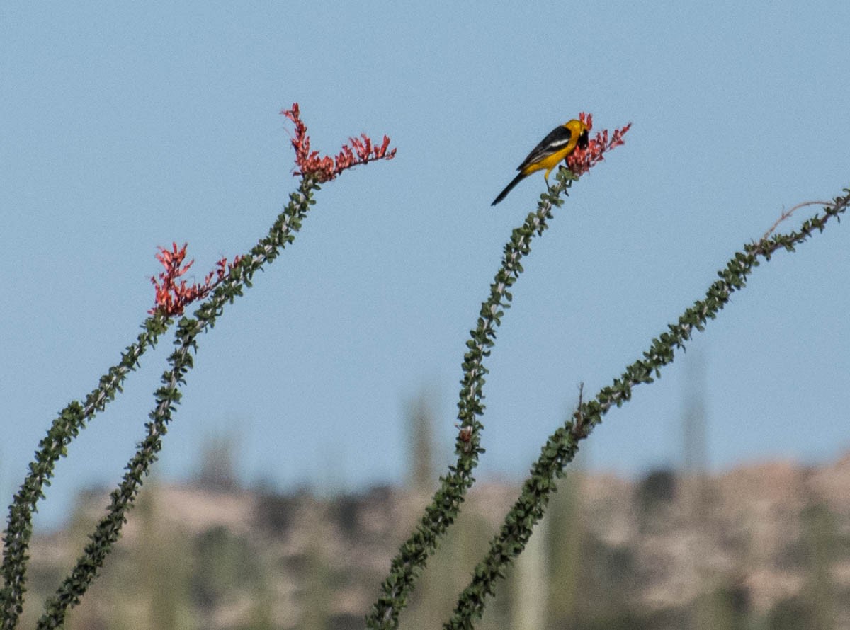 Hooded Oriole - ML644787854