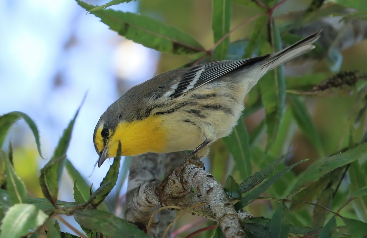 グレースアメリカムシクイ - ML644787858