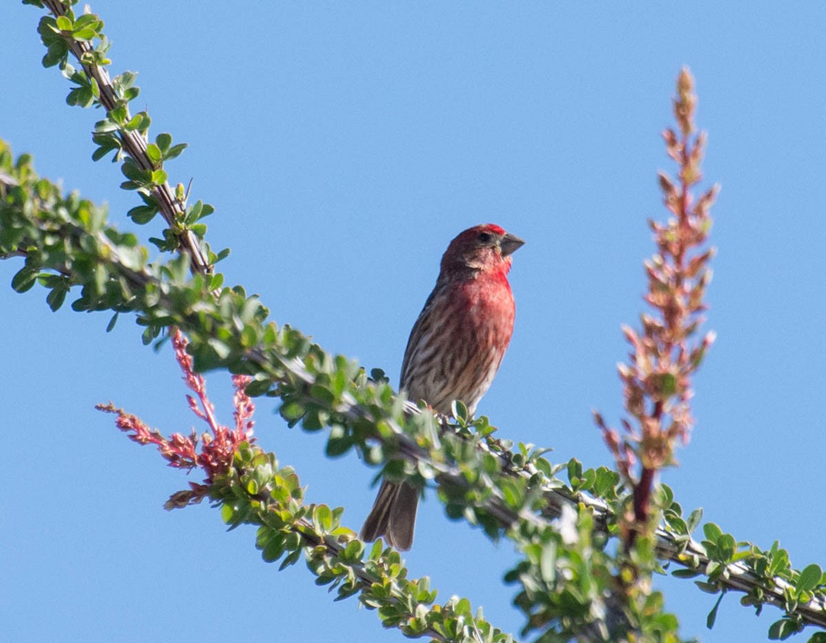 Burugorri arrunta - ML644787860