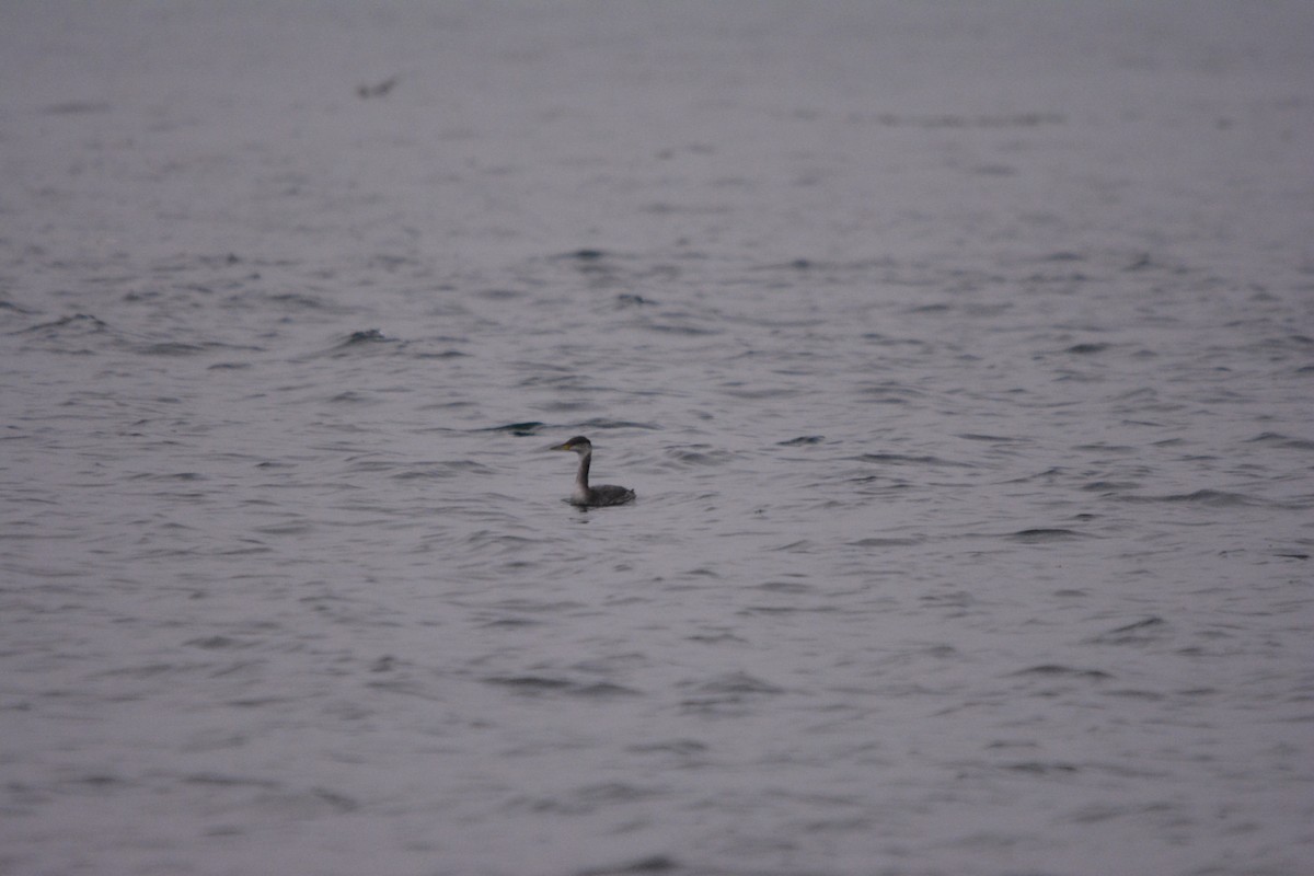 Пірникоза сірощока - ML644787862