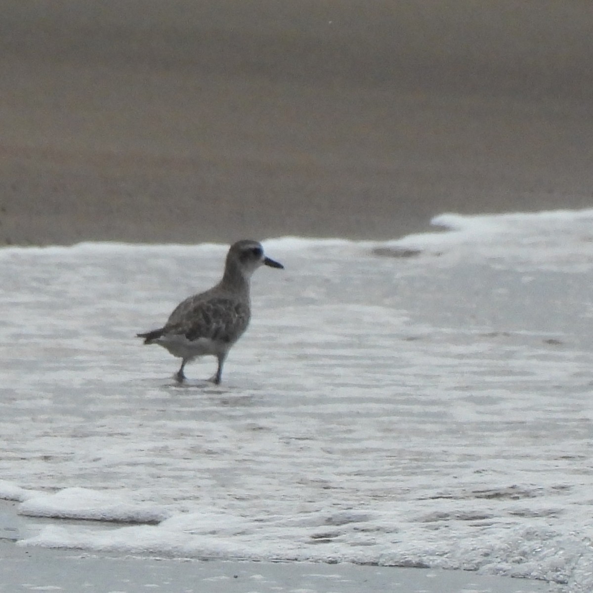 Black-bellied Plover - ML644787868