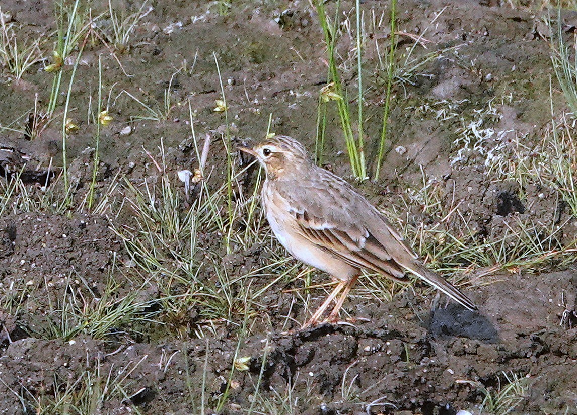 Талын шийхнүүхэй - ML644787872