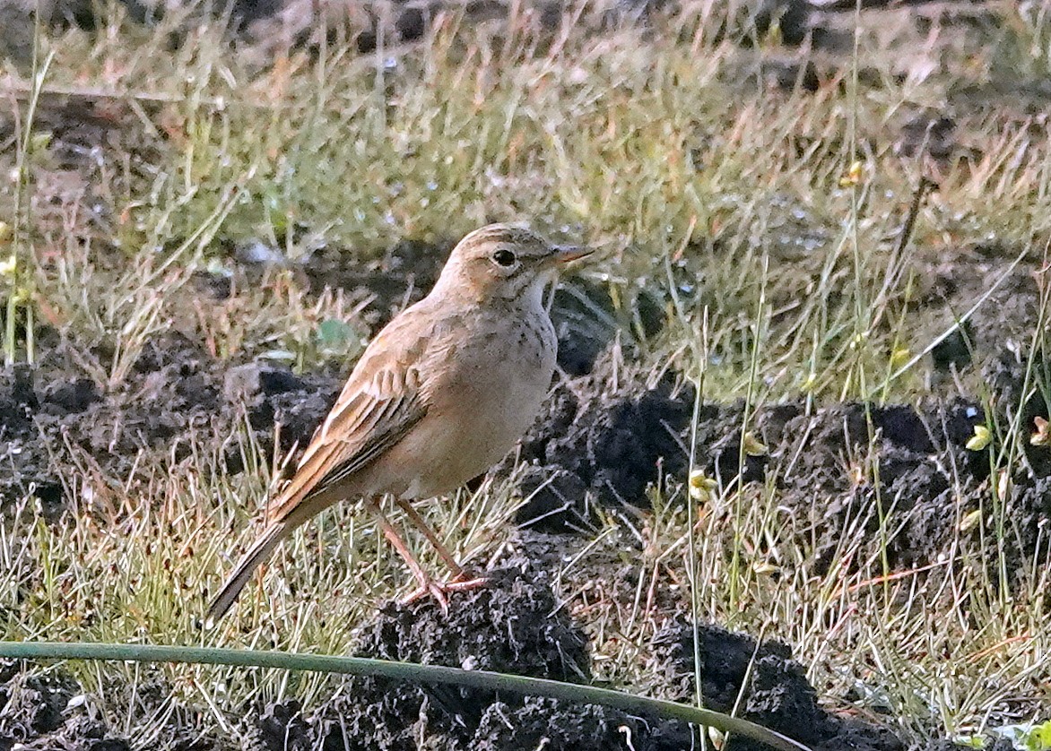 Талын шийхнүүхэй - ML644787873