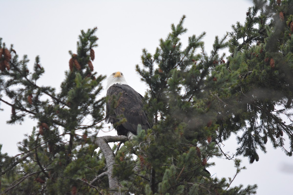 Itsas arrano buruzuria - ML644787874