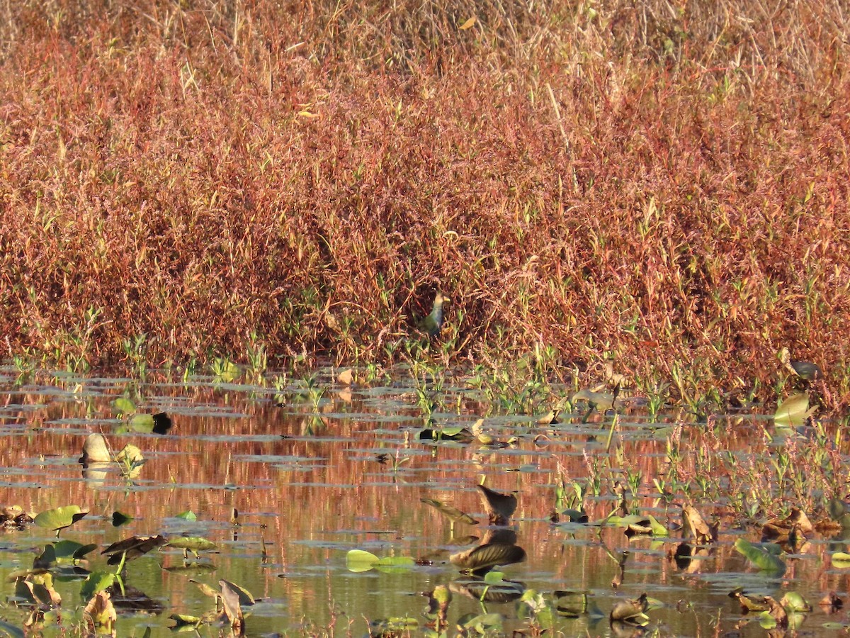 Малая султанка - ML644787875