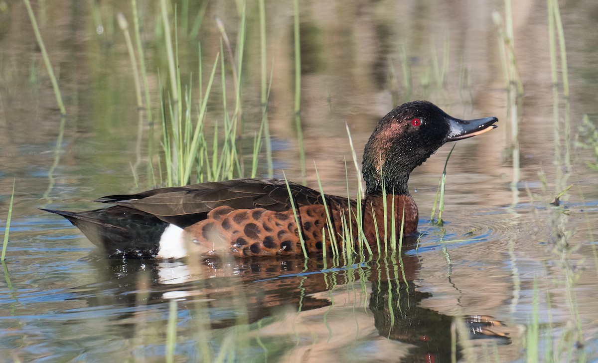 Чирянка австралійська - ML644787877